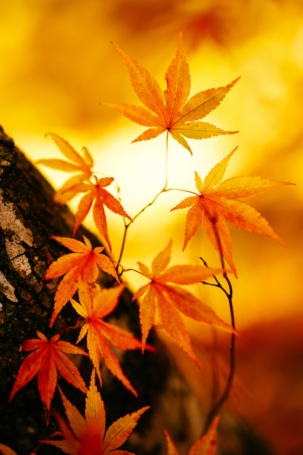 20171027-A7R01625-2-1-1