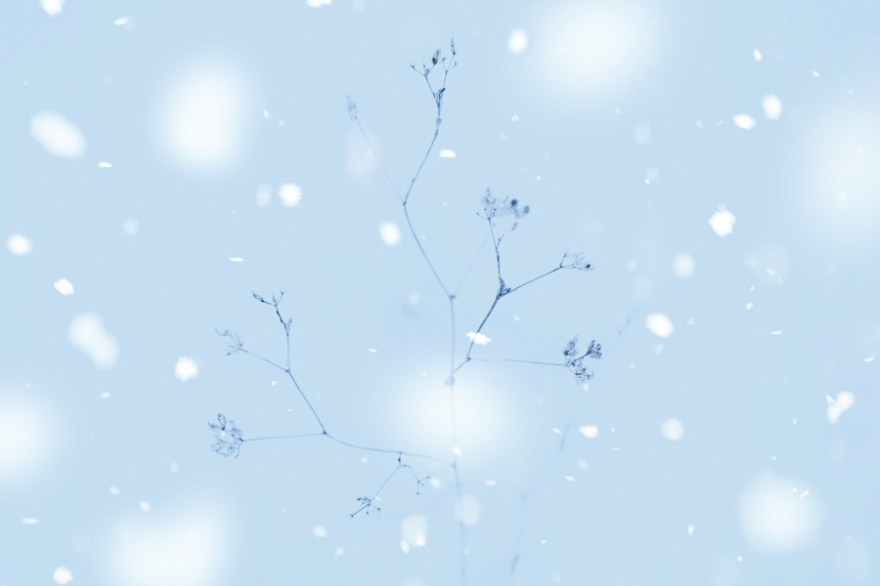 20171119-A9_04813-Edit-Edit-1-1-1