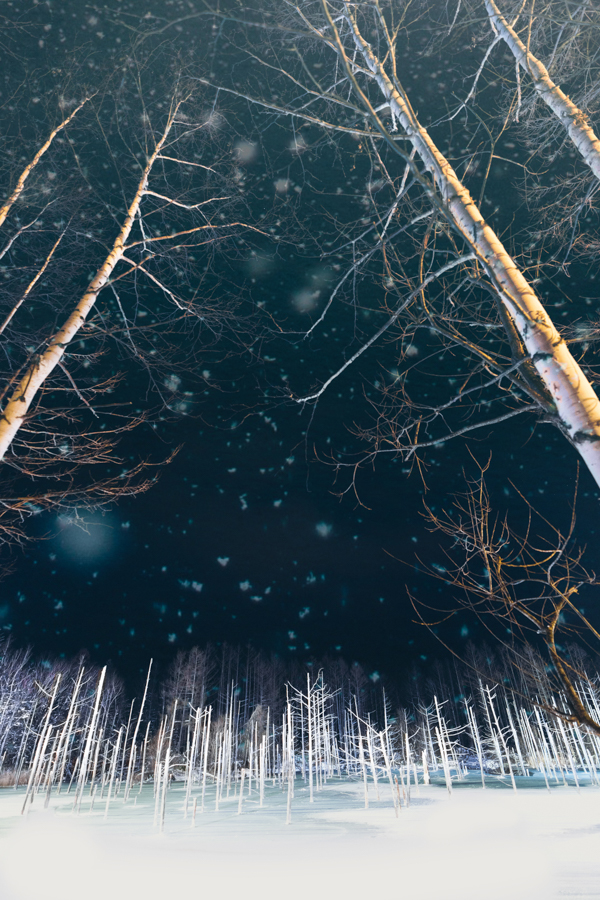 20171120-A9_04940-Edit-Edit-1-1-1-1