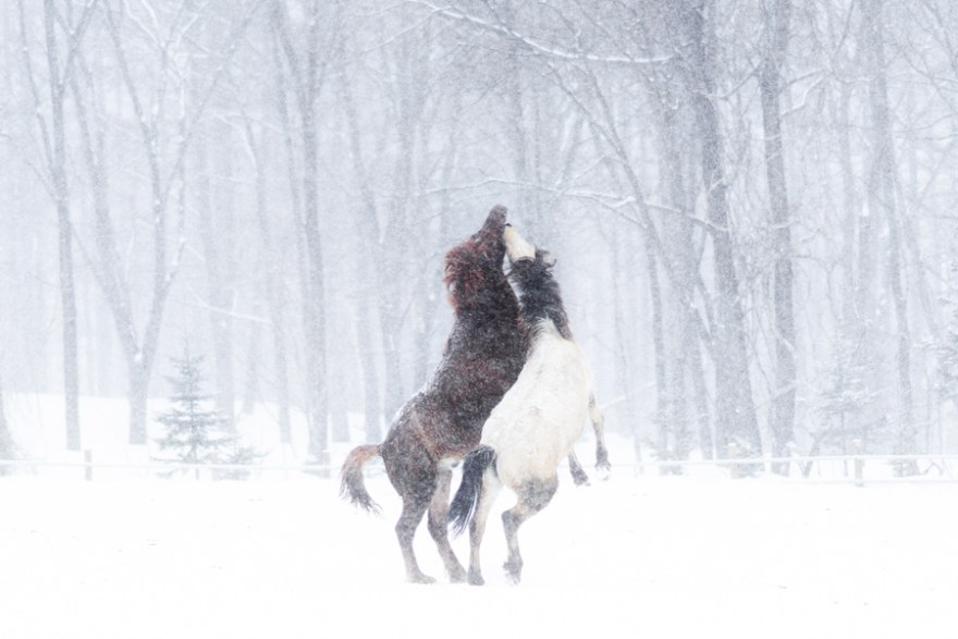 20180301-A7R03360-2-Edit-2-1-1