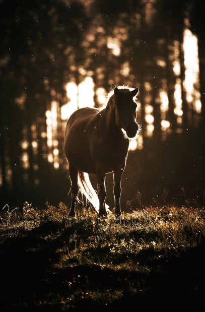 DPP_0620-1-1-Edit-1-1-2-1-2-Edit-1