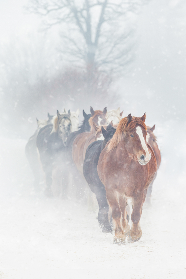 1DX_5370-2-1-1-1new-1-Edit-1